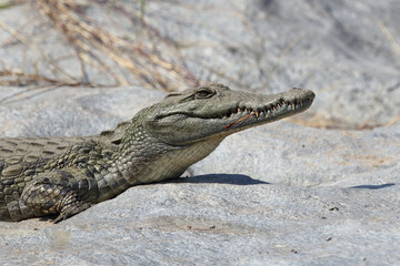 Nilkrokodil / Nile Crocodile / Crocodylus Niloticus