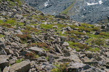 Alpenroses (Rhododendron ferrugineum) near Monvido, Italy.