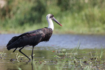 Wollhalsstorch / Woolly-necked stork / Ciconia episcopus