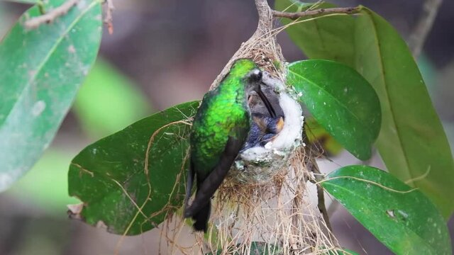 Cuban emerald hummingbird feeding fledglings in the nest