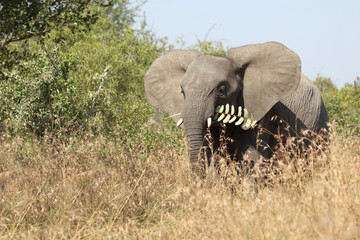 Afrikanischer Elefant / African elephant / Loxodonta africana