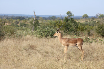 Schwarzfersenantilope / Impala / Aepyceros melampus