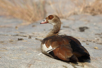 Nilgans / Egyptian Goose / Alopochen aegyptiacus..