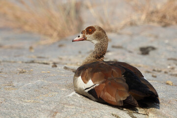 Nilgans / Egyptian Goose / Alopochen aegyptiacus..