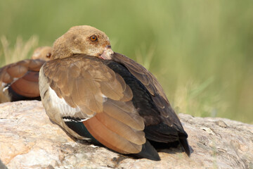 Nilgans / Egyptian Goose / Alopochen aegyptiacus..