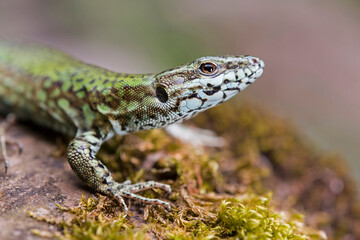 Common wall lizard (Podarcis muralis)