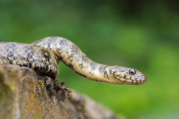 Viperine water snake (Natrix maura)