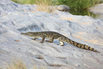 Nilkrokodil / Nile Crocodile / Crocodylus Niloticus