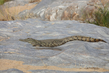 Nilkrokodil / Nile Crocodile / Crocodylus Niloticus