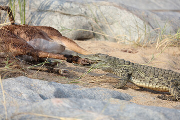 Schwarzfersenantilope und Nilkrokodil / Impala and Nile crocodile / Aepyceros melampus et Crocodylus Niloticus...