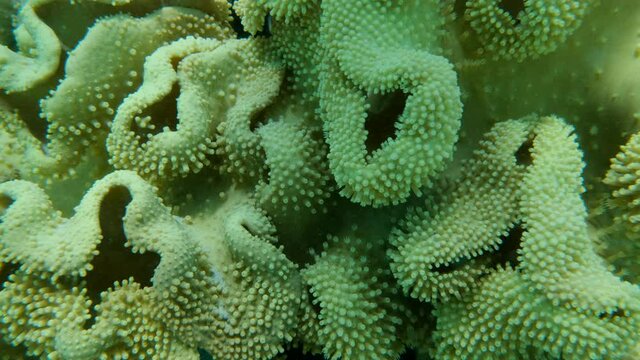Details of the soft coral polips. Extreme close-up of the soft coral polips on the reef. Natural underwater background. Mushroom Leather Coral (Sarcophyton coral)