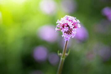 The background image of the colorful flowers