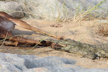 Schwarzfersenantilope und Nilkrokodil / Impala and Nile crocodile / Aepyceros melampus et...