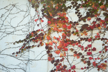 Obraz na płótnie Canvas Autumn wall