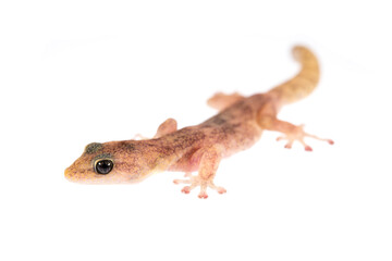 European leaf-toed gecko (Euleptes europaea) with white background.