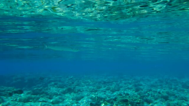 Needlefish swims in the blue water over coral reef. Slow motion