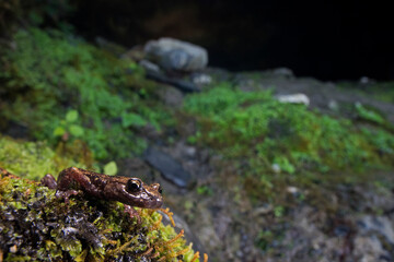 North-west cave salamander (Hydromantes strinatii) in its habitat, Italy.