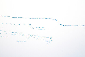 Common crane (Grus grus) migrating, Italy.