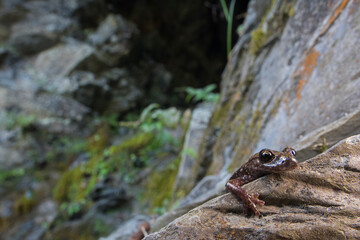 North-west cave salamander (Hydromantes strinatii) in its habitat, Italy.