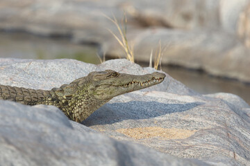 Nilkrokodil / Nile Crocodile / Crocodylus Niloticus