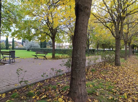 Park in autumn, trees, paths, leaves, bench. Autumn in the city, Campi Bisenzio, Tuscany, Italy.