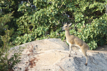 Klippspringer / Klipspringer / Oreotragus oreotragus
