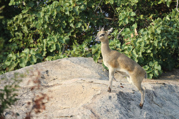 Klippspringer / Klipspringer / Oreotragus oreotragus