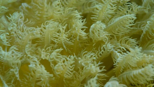 Details of the soft coral polips. Extreme close-up of the soft coral polips on the reef. Natural underwater background. Pom Pom Xenia or Pulse Coral (Xenia umbellata)