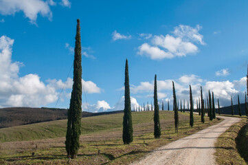 Lines of Cypress tree in Val d'Orcia, Tuscany, Italy.