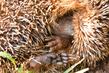 European Hedgehog Mammal Animal