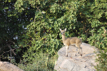 Klippspringer / Klipspringer / Oreotragus oreotragus