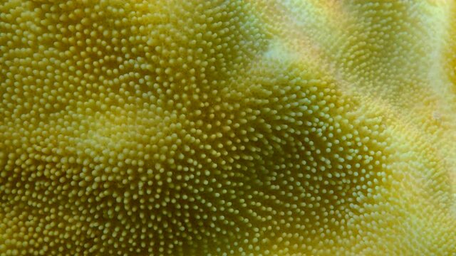 Extreme close-up of the soft coral polips on the reef. Details of the soft coral polips. Natural underwater background. Mushroom Leather Coral (Sarcophyton coral)