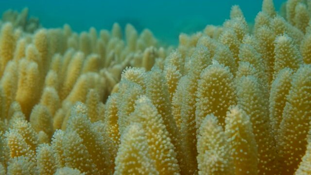 Details of the soft coral polips. Extreme close-up of the soft coral polips on the reef. Natural underwater background. Finger leather coral (Sinularia polydactyla)