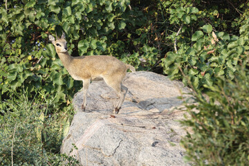 Klippspringer / Klipspringer / Oreotragus oreotragus