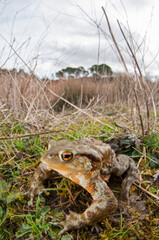 Common toad (Bufo bufo) in its habitat, Apennine mountains, Italy.