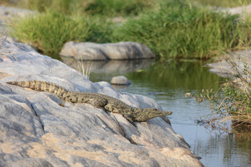 Nilkrokodil / Nile Crocodile / Crocodylus Niloticus