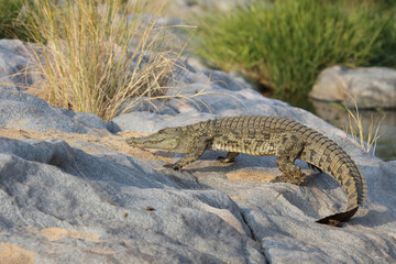 Nilkrokodil / Nile Crocodile / Crocodylus Niloticus
