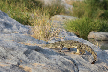 Nilkrokodil / Nile Crocodile / Crocodylus Niloticus