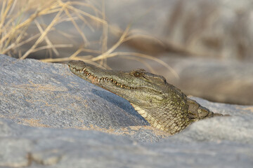 Nilkrokodil / Nile Crocodile / Crocodylus Niloticus