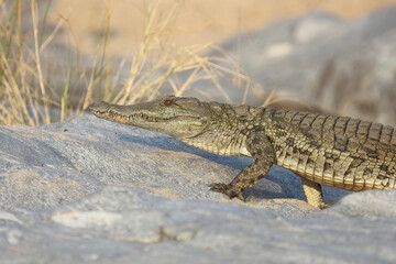 Nilkrokodil / Nile Crocodile / Crocodylus Niloticus