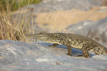 Nilkrokodil / Nile Crocodile / Crocodylus Niloticus
