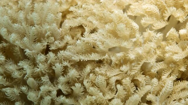 Details of the soft coral polips. Extreme close-up of the soft coral polips on the reef. Natural underwater background. Pom Pom Xenia or Pulse Coral (Xenia umbellata)