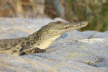Nilkrokodil / Nile Crocodile / Crocodylus Niloticus