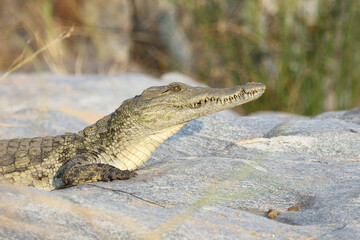 Nilkrokodil / Nile Crocodile / Crocodylus Niloticus