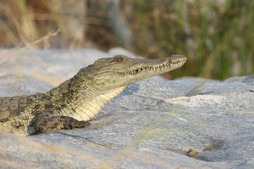 Nilkrokodil / Nile Crocodile / Crocodylus Niloticus