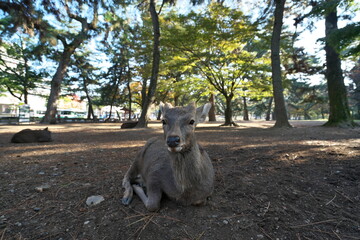 Nara,Japan-November 17,2020: Closeup of a deer resting on stacked autumn leaves at Nara Park, Nara
