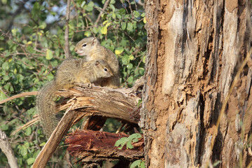 Ockerfußbuschhörnchen / Tree squirrel / Paraxerus Cepapi