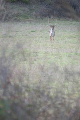 Fallow deer (Dama dama), Tuscany, Italy.