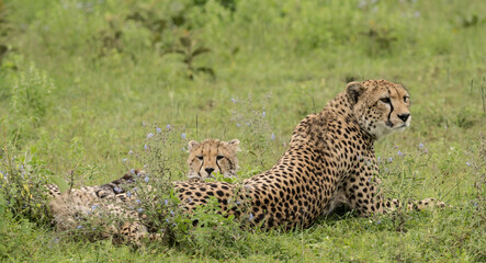 Cheetah female with cups in Ngorogoro crater
