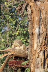 Ockerfußbuschhörnchen / Tree squirrel / Paraxerus Cepapi
